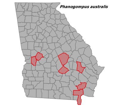 Phanogomphus australis
(Clearlake Clubtail)